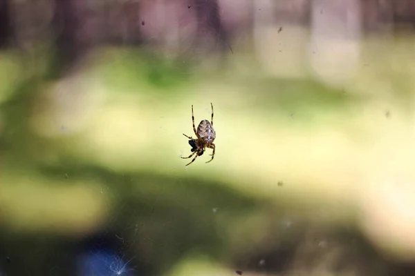 森のボケを背景にクモが網を渡り — ストック写真
