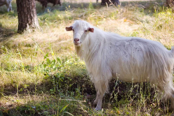 Keçiler Çam Ormanlarında Otlar — Stok fotoğraf