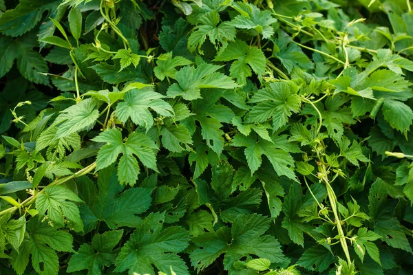 Bakgrund Konsistens Klätterväxt Humle — Stockfoto