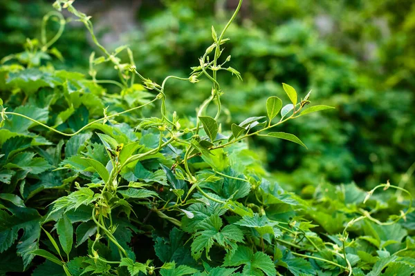 Sfondo Consistenza Pianta Rampicante Luppolo — Foto Stock