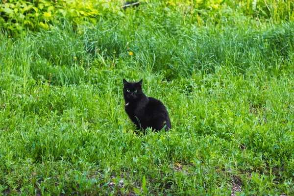 一只流浪的 无家可归的黑猫 生活在绿草和杂草中 — 图库照片