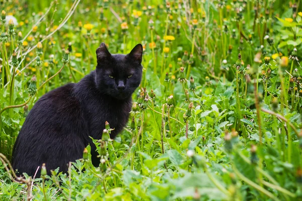 一只流浪的 无家可归的黑猫 生活在绿草和杂草中 — 图库照片