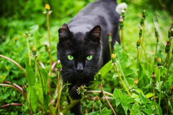 一只流浪的 无家可归的黑猫 生活在绿草和杂草中 — 图库照片