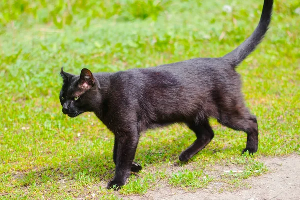 Yeşil Otların Otların Arasında Başıboş Evsiz Siyah Bir Kedi — Stok fotoğraf