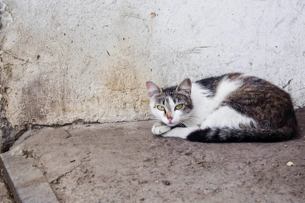 玄関に野良猫がいてコピースペース — ストック写真