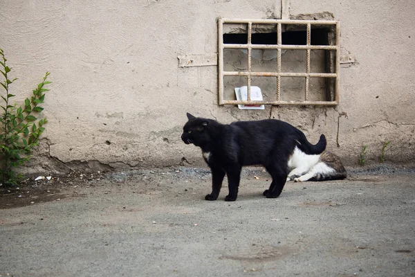 无家可归的流浪猫在门口 — 图库照片