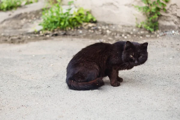 Sokakta Başıboş Evsiz Bir Kedi — Stok fotoğraf