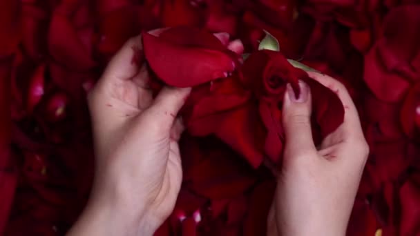 Close Mãos Ensanguentadas Femininas Rasgando Uma Flor Rosa Jogando Pétalas — Vídeo de Stock