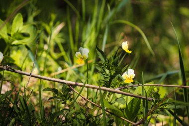 Orman çiçekler güneşin çim arka planı