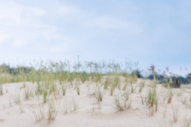 Bulutlu bir gökyüzünün arka planında kumda yetişen çimenler. Sığ alan derinliği