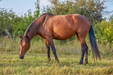 Çayırda otlayan defne atı. Arka planda çalılar var. Gün batımından önce