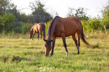 Çayırda otlayan iki at. Arka planda çalılar. Gün batımından önce