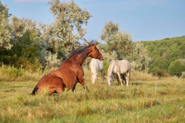 Çayırda otlayan üç at. Arka planda çalılar, ağaçlar ve gökyüzü. Gün batımından önce