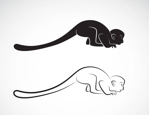 Vektor Des Eichhörnchen Affen Designs Auf Weißem Hintergrund Wilde Tiere — Stockvektor