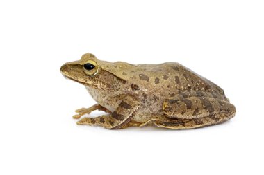 Kurbağa, Polypedates leucomystax, polypedates maculatus üzerinde beyaz bir arka plan görüntüsü. Böcek. Hayvan.
