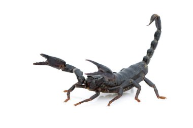 İmparator akrep (Pandinus Imperator) üzerinde beyaz bir arka plan görüntüsü. Böcek. Hayvan.