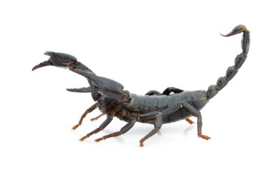 İmparator akrep (Pandinus Imperator) üzerinde beyaz bir arka plan görüntüsü. Böcek. Hayvan.