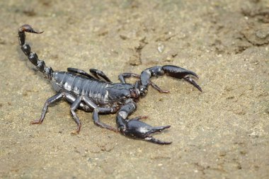 İmparator akrep (Pandinus Imperator) yere görüntüsü. Böcek. Hayvan.