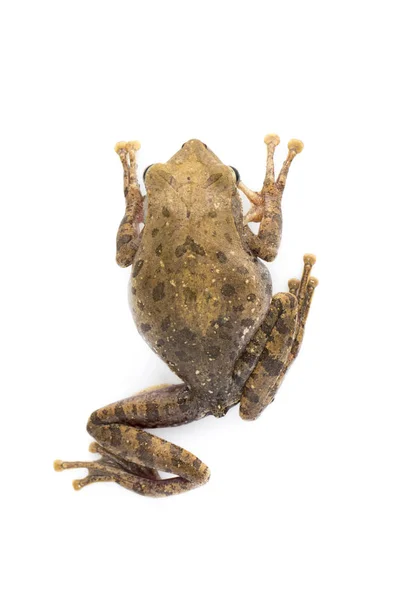 Kurbağa Polypedates Leucomystax Polypedates Maculatus Üzerinde Beyaz Bir Arka Plan — Stok fotoğraf