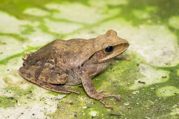 Afbeelding Van Kikker Polypedates Malabaricus Polypedates Maculatus Insect Dier — Stockfoto