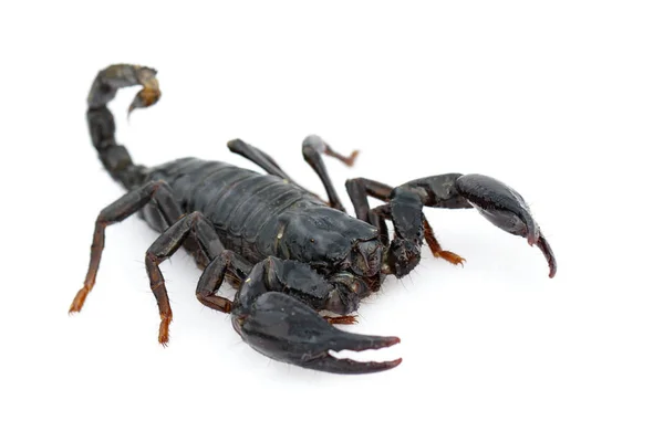 Image Emperor Scorpion Pandinus Imperator White Background Insect Animal — Stock Photo, Image