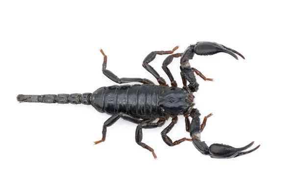 Image Emperor Scorpion Pandinus Imperator White Background Insect Animal — Stock Photo, Image
