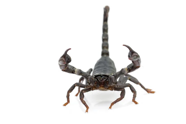 Image Emperor Scorpion Pandinus Imperator White Background Insect Animal — Stock Photo, Image
