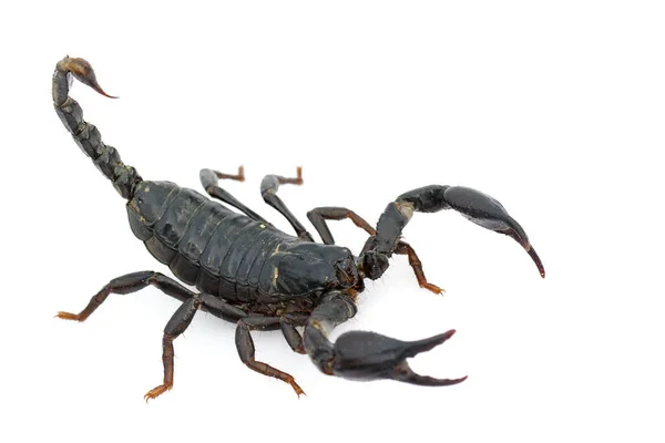 Image Emperor Scorpion Pandinus Imperator White Background Insect Animal — Stock Photo, Image