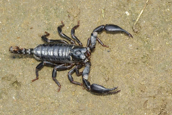 Image Empereur Scorpion Pandinus Imperator Sur Sol Insecte Animaux — Photo