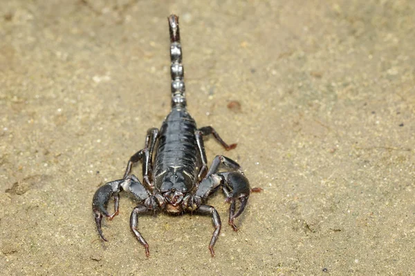 Image Empereur Scorpion Pandinus Imperator Sur Sol Insecte Animaux — Photo