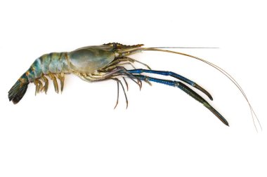 Taze karides ve ıstakoz beyaz arka plan üzerinde izole görüntüleri. Hayvan., gıda.