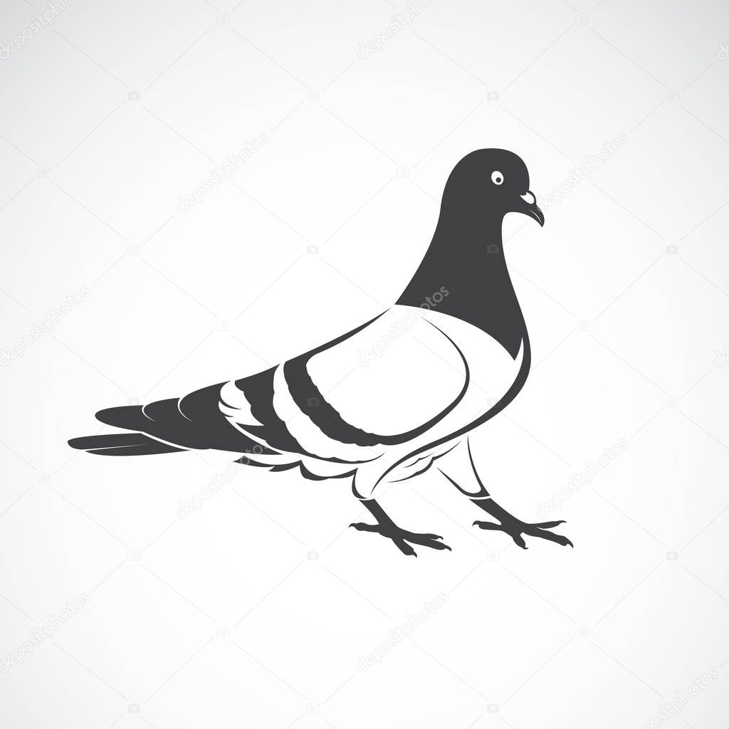 Vector of Pigeon design on white background., Bird Icon., Wild Animals. Easy editable layered vector illustration. 