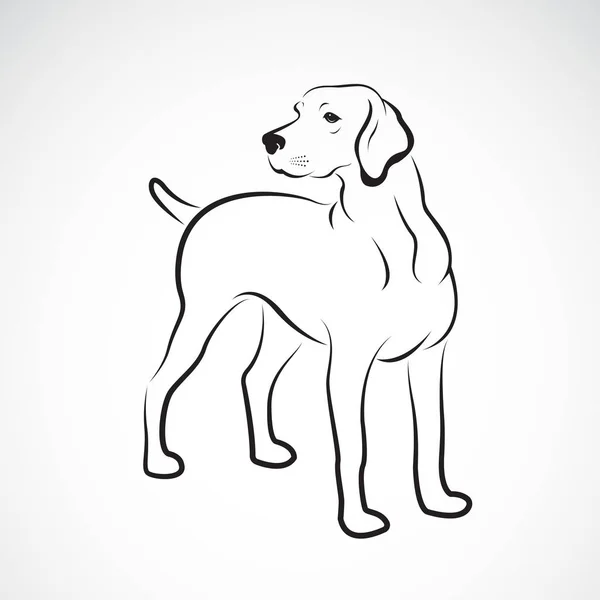 白背景拉布拉多犬的传病媒介 易于编辑的分层矢量说明 — 图库矢量图片