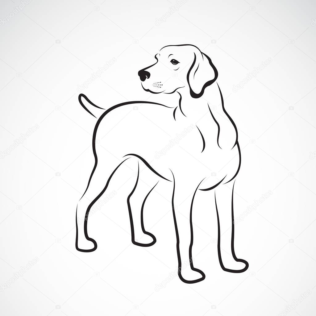 Vector of labrador dog on white background., Pet. Animals. Easy editable layered vector illustration.