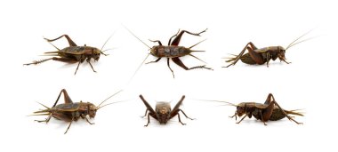 Group of cricket on white background., Insects. Animals. clipart