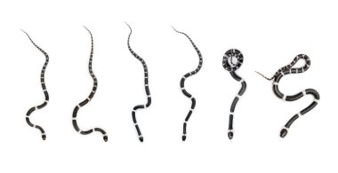 Beyaz arka planda küçük yılan seti (Lycodon laoensis) resmi. Hayvanlar.