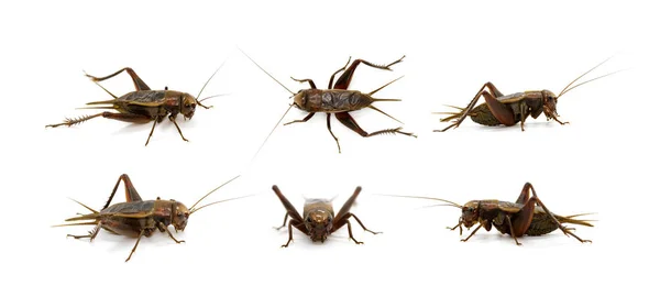 Grupp Cricket Vit Bakgrund Insekter Djur — Stockfoto