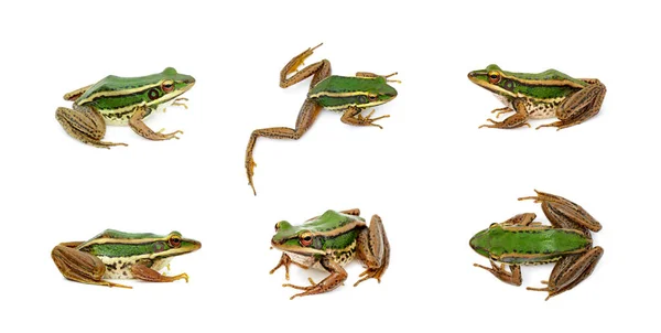 Skupina Rýžové Pole Zelené Žáby Nebo Zelené Paddy Frog Rana — Stock fotografie