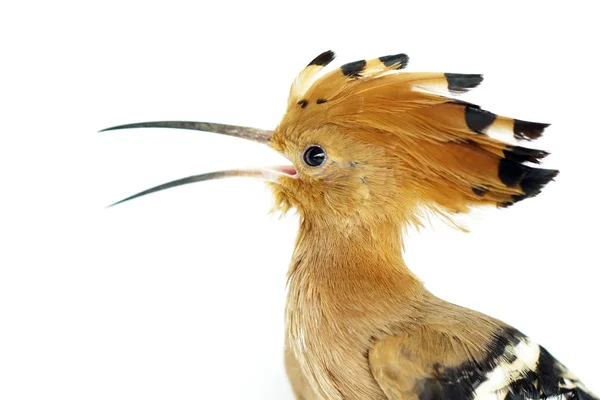 Kép Hoopoe Madár Fej Fehér Háttér Vadállatok Eurázsiai Hoopoa Upupa — Stock Fotó