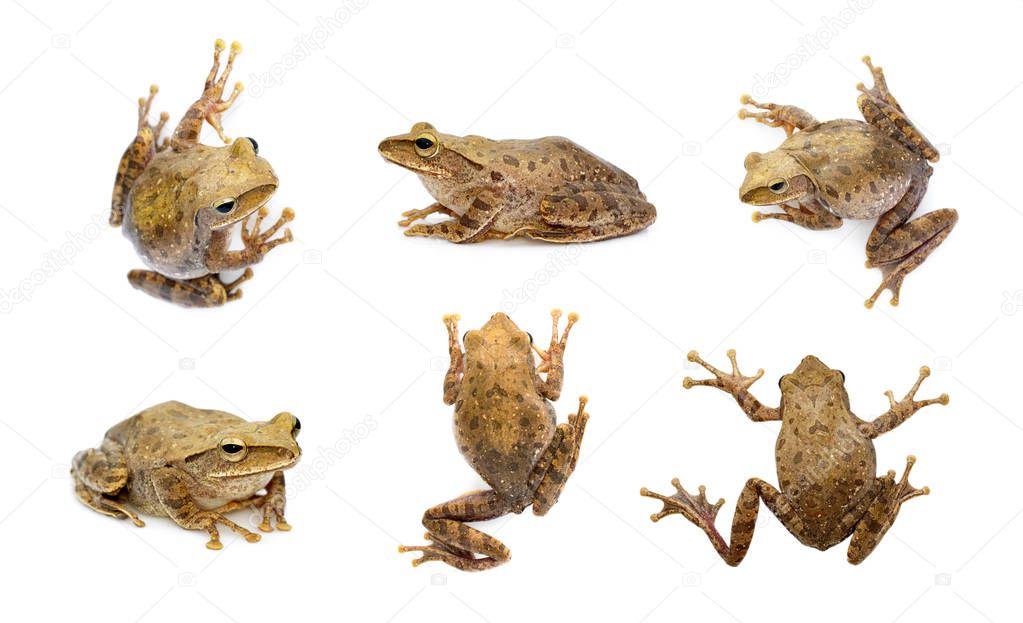 Group of brown frog, Polypedates leucomystax,polypedates maculatus isolated on a white background. Amphibian. Animal.