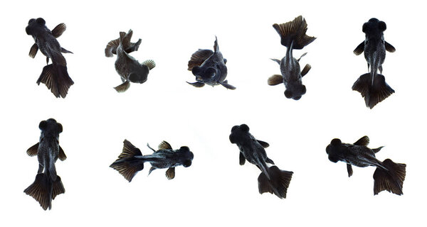 Group of black goldfish isolated on a white background. Animal. Pet.