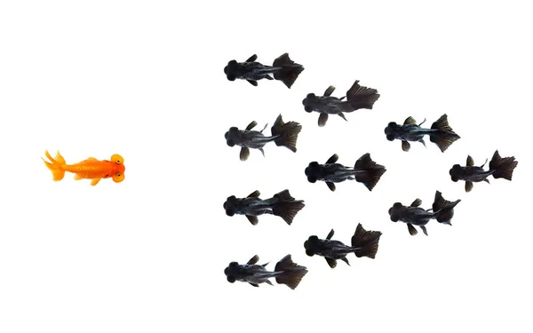 Guldfisk Konfronterad Grupp Små Svarta Guldfiskar Isolerad Vit Bakgrund Representerar — Stockfoto