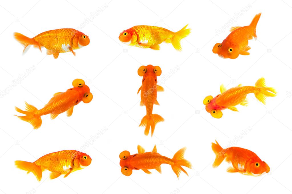 Group of goldfish and bubble eye goldfish isolated on a white background. Animal. Pet.