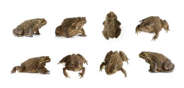 Beyaz bir arka plan üzerinde izole toad(Bufonidae) grubu. Amphibi