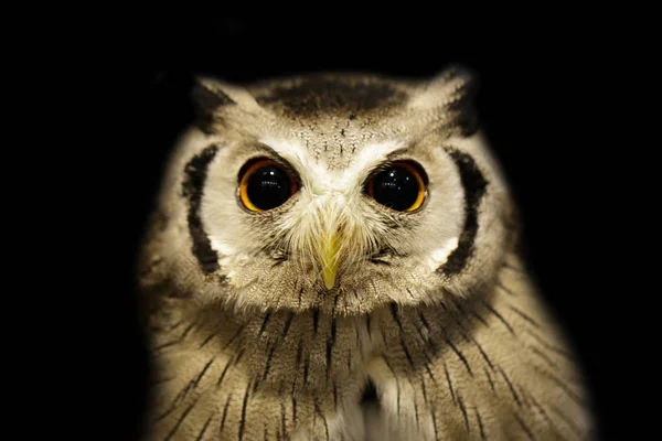 Image of an owl on black background. Birds. Wild Animals. — Stock Photo, Image