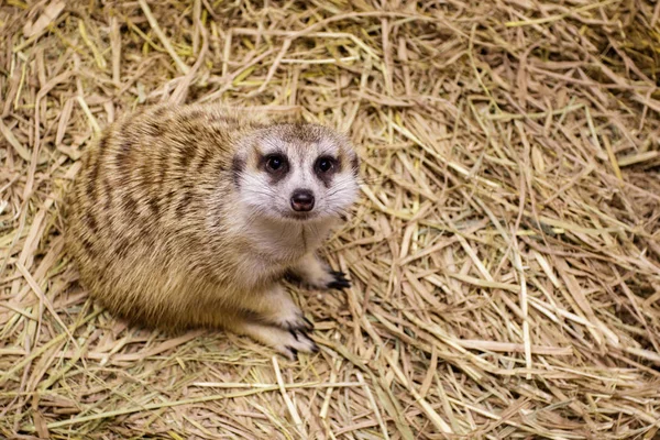 Imagem de meerkat (Suricata suricatta) no fundo da natureza. Selvagem — Fotografia de Stock