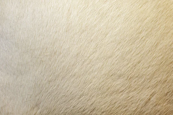 Image of horse fur background. Horse skin. Animals background. W — Stock Photo, Image
