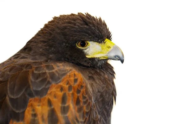 Afbeelding van rode havik op witte achtergrond. Vogels. Wilde dieren. — Stockfoto