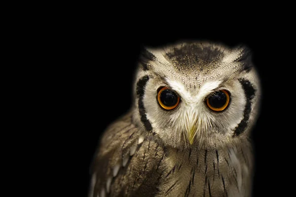 Imagen de un búho sobre fondo negro. Pájaros. Animales salvajes. —  Fotos de Stock