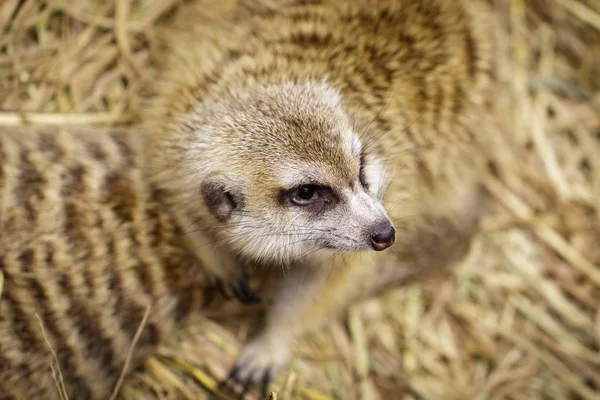 Immagine di suricato (Suricata suricatta) su sfondo naturale. Selvatici — Foto Stock